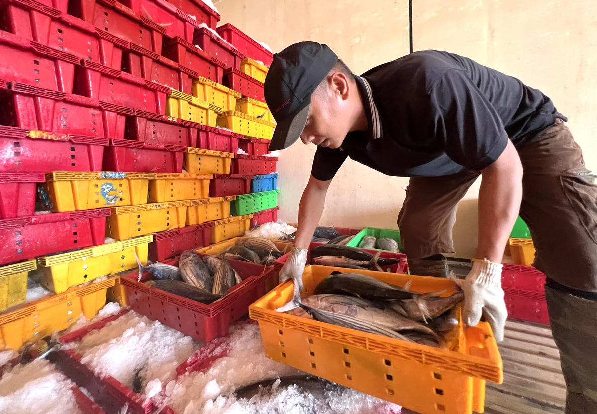 Từng sọt cá ngừ sọc dừa được sắp xếp bán cho thương lái.