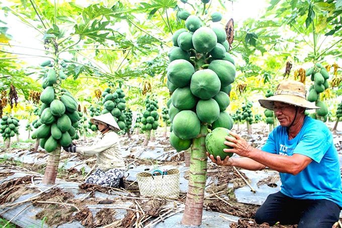 Bố trí vốn thực hiện việc đa dạng hóa sinh kế, phát triển mô hình giảm nghèo cho người dân .