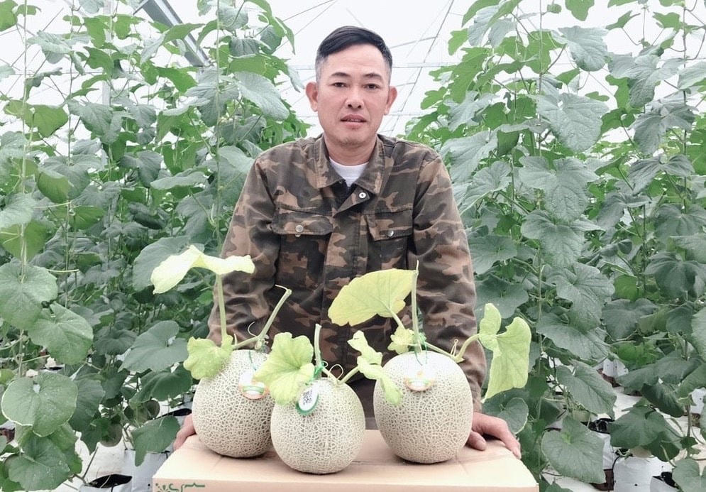 Mô hình sản xuất dưa lưới công nghệ cao của HTX Âu Việt Farm, xã Kim Xuyên, huyện Kim Thành mỗi năm cho thu lợi nhuận khoảng 3,5 tỷ đồng.