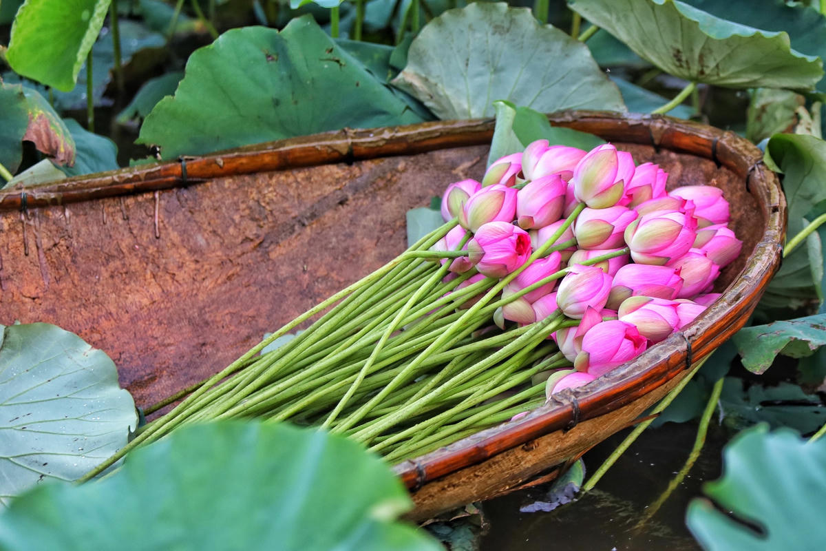 Theo tìm hiểu, để tạo ra những bông trà sen ngon nhất, các chủ đầm sen phải dậy từ  4 - 5 giờ sáng để hái những đóa sen vừa chớm nở, khi ánh nắng ban mai chưa kịp chiếu rọi là thời điểm hoa sen đạt chất lượng tốt nhất với hương thơm ngào ngạt nhất.