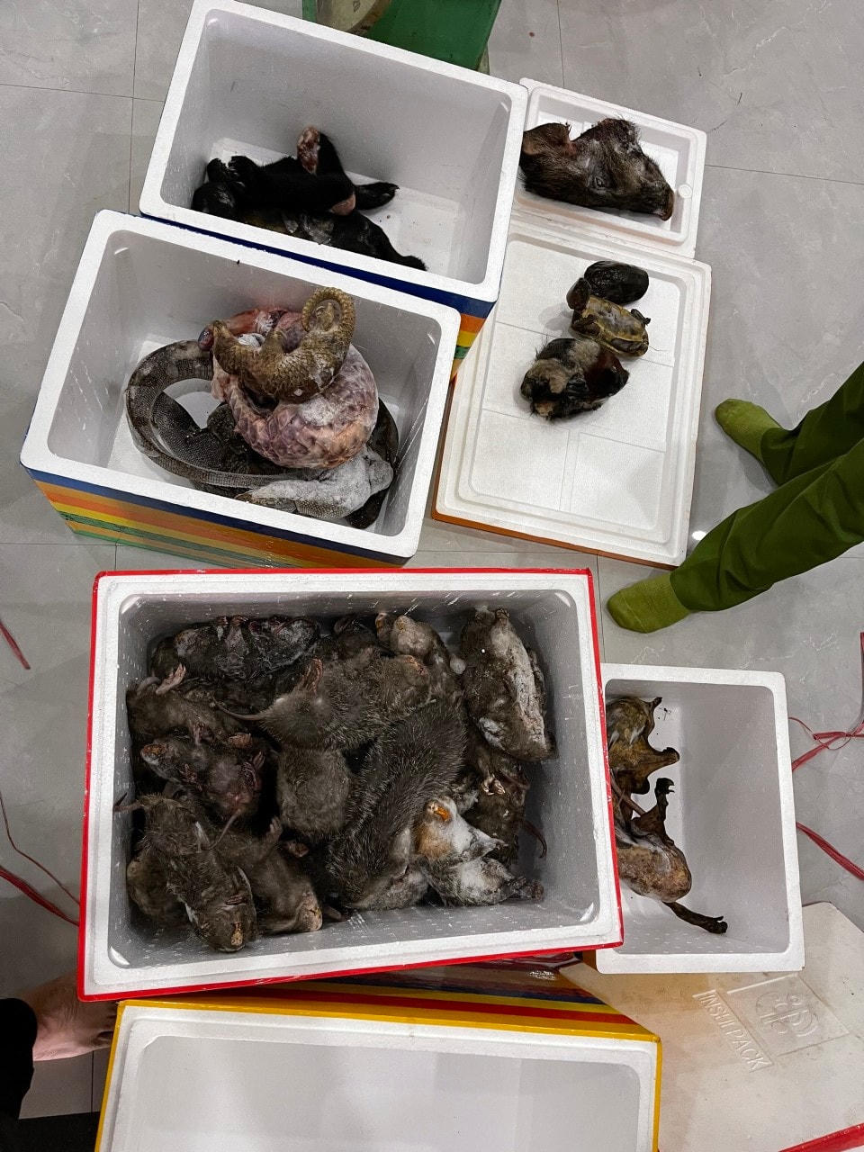 Nhiều động vật hoang dã được phát hiện tại nhà ông H..