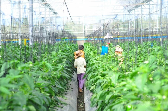 Các mô hình nông nghiệp ứng dụng công nghê cao, nông nghiệp hữu cơ để nâng cao giá trị sản xuất tại địa phương.