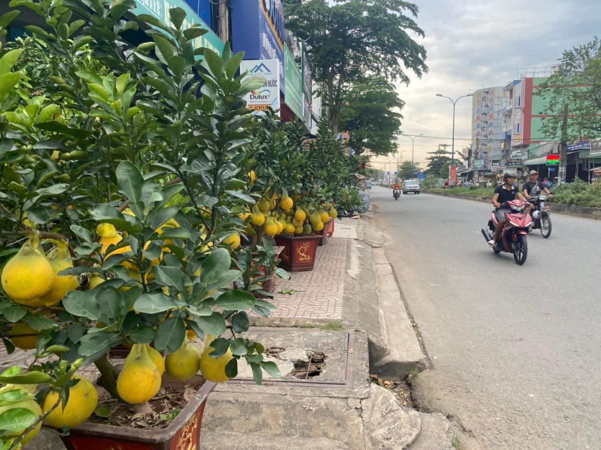 Những chậu bưởi, cam.. bày bán ven đường khiến không khí mùa xuân đã bắt đầu rộn ràng nhiều nơi tại TPHCM.