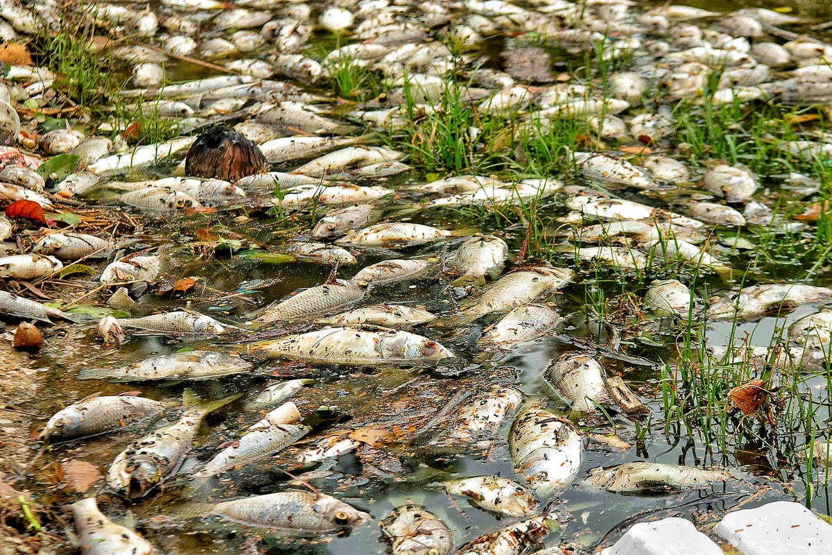 Chủ yếu cá chết tại hồ Linh Đàm là cá mè và cá rô phi.