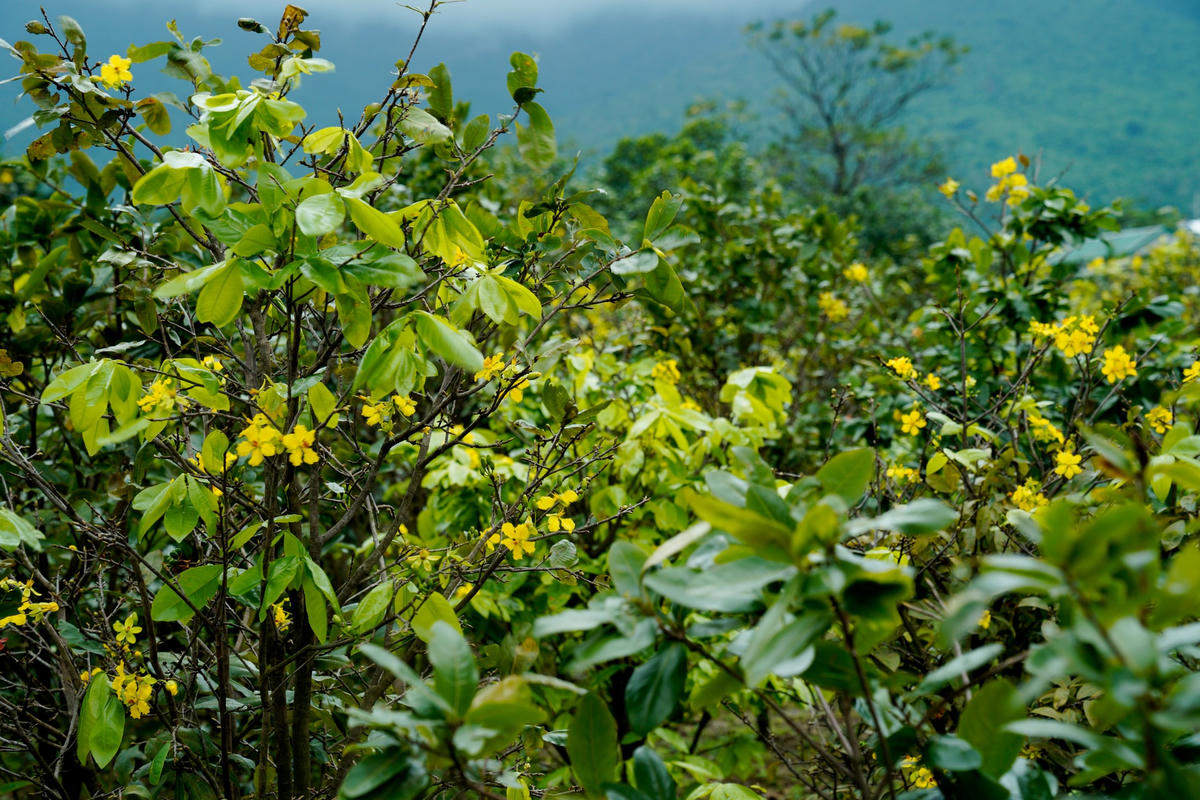 Trao đổi với báo Đại Đoàn Kết, ông Bùi Văn Chuổng, Chủ tịch UBND xã Kỳ Nam cho biết, năm nay, diễn biến thời tiết thất thường làm cho nhiều diện tích mai nở sớm, kết nụ già, khiến nhiều người hộ trồng mai cảnh không khỏi lo lắng. Chính quyền địa phương cũng đã cử hội nông dân bám sát tình hình, hỗ trợ cho các nhà vườn kỹ thuật chăm sóc để duy trì lượng hoa cung ứng cho thị trường tết năm nay…