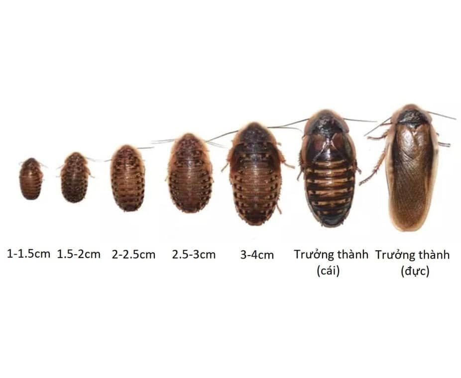 Gián Dubia có các kích thước khác nhau. Gián bé từ 1 - 1,5 cm có giá lên đến 1.500.000 đồng/kg.