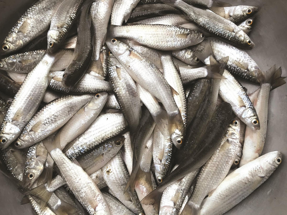 Ảnh 1-Rộn ràng mùa cá đối trứng