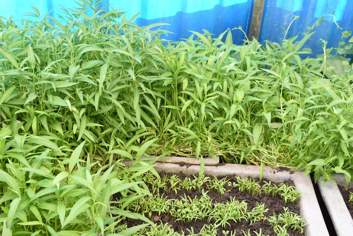 Vườn rau ở Trường Sa