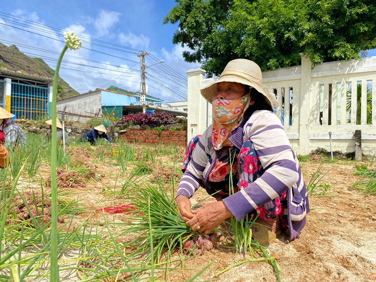 Người dân bó hành tím để bán cho thương lái.