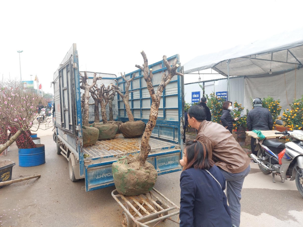 Cây đẹp bán đã khó, nhiều nhà vườn cây kém chất lượng một chút đành cắt cành, đem gốc về vườn để chăm, mong năm sau được giá hơn sẽ bán