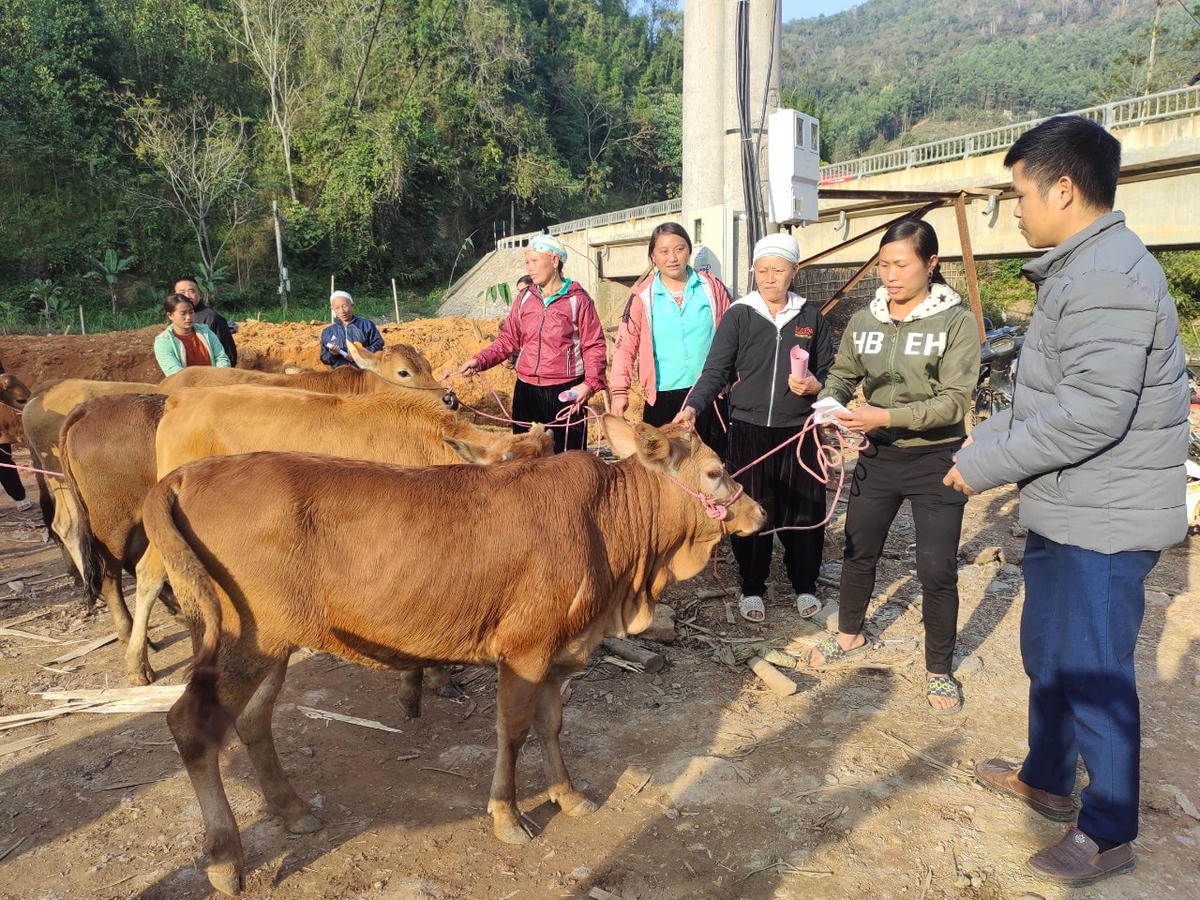 Các hộ dân nhận bò giống của Dự án.