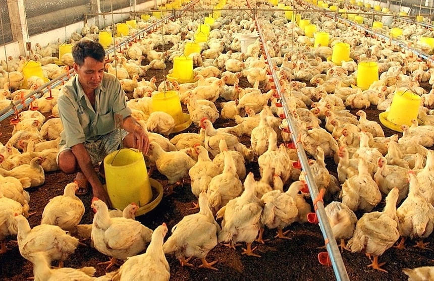 Thời gian qua, người chăn nuôi gia cầm đối diện nhiều khó khăn.