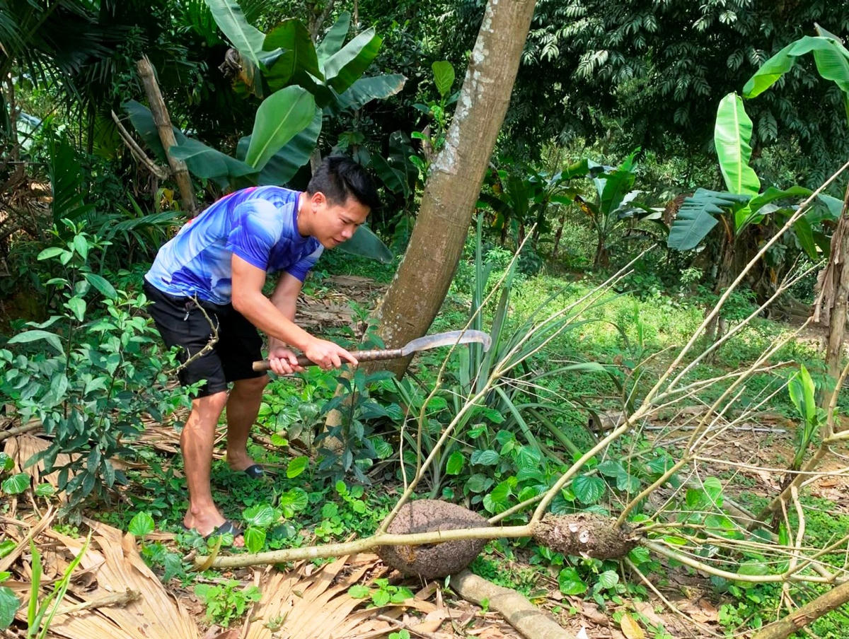 Anh Đinh Quốc Huy đang xử lý tổ kiến trước khi mang về lấy trứng.