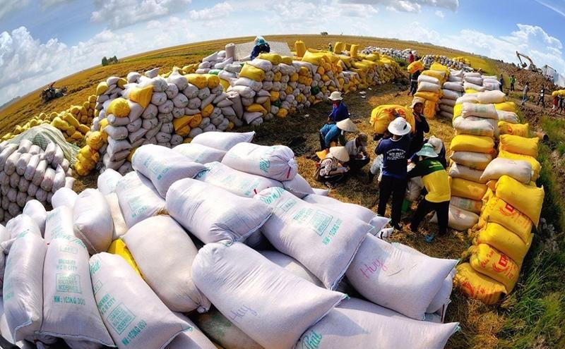 Xuất khẩu gạo đang đón nhận nhiều tin vui. Ảnh: TL.