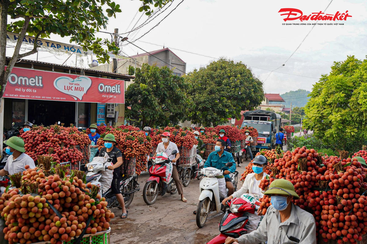 Theo Sở Công Thương Bắc Giang, tính đến hết ngày 11/7, toàn tỉnh đã tiêu thụ được gần 170.000 tấn vải thiều. Trong đó có gần 52 nghìn tấn vải sớm, còn lại là vải chính vụ, giá vải dao động từ 10-25 nghìn đồng/kg (tùy từng loại). Riêng vải thiều xuất khẩu sang các thị trường khó tính dao động từ 30-35 nghìn đồng/kg (được ký hợp đồng mua từ trước).
