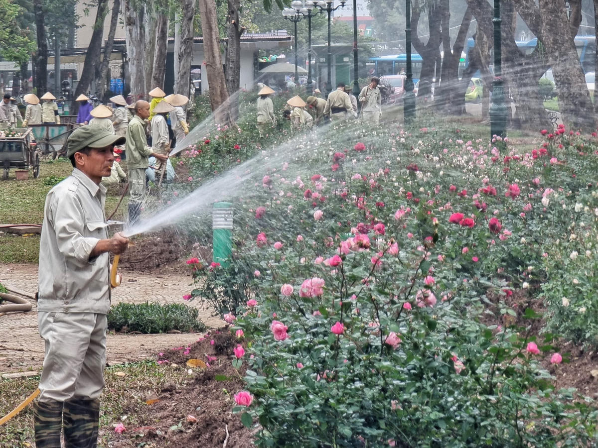 Công nhân tưới nước để cây nhanh chóng phát triển.