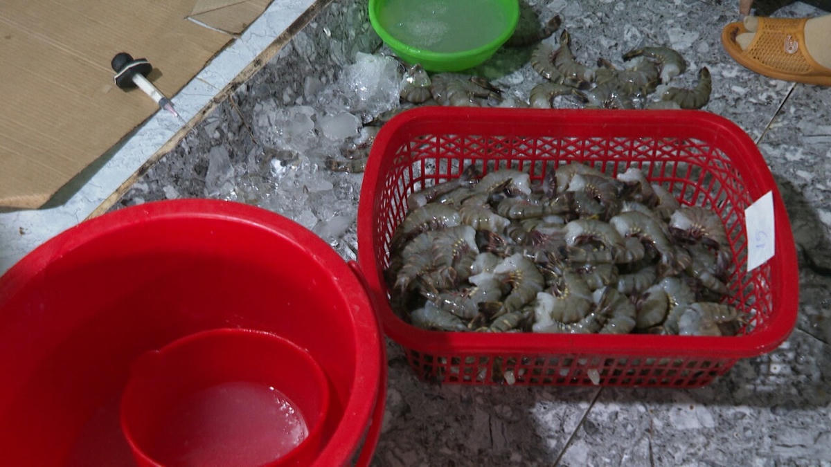 Việc bơm chích tạp chất vào tôm nguyên liệu làm ảnh hưởng nghiêm trọng đến uy tín, chất lượng thủy sản Việt Nam hiện nay.