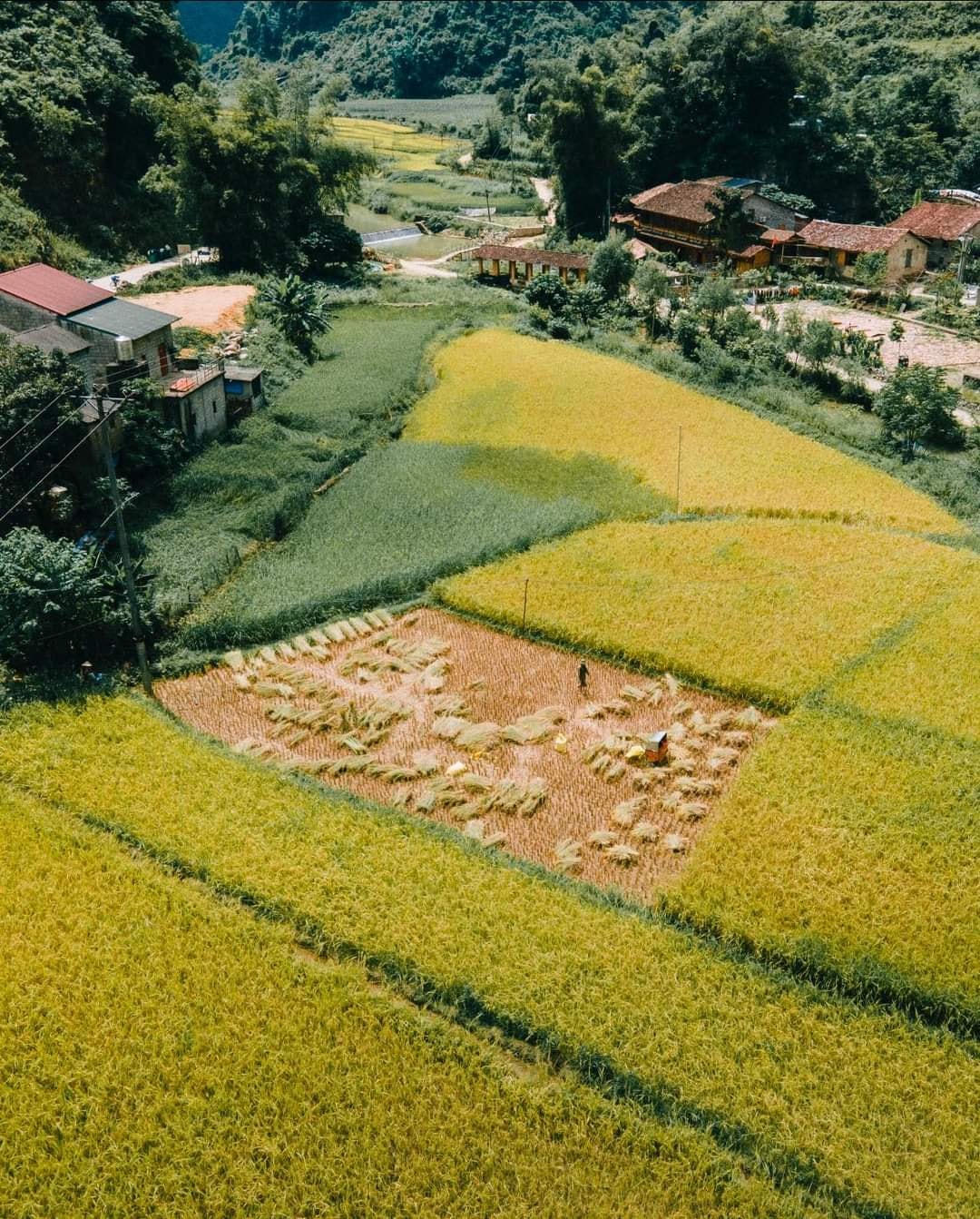 Vào mùa thu hoạch lúa, cánh đồng vàng ươm tạo nên khung cảnh vô cùng đẹp.