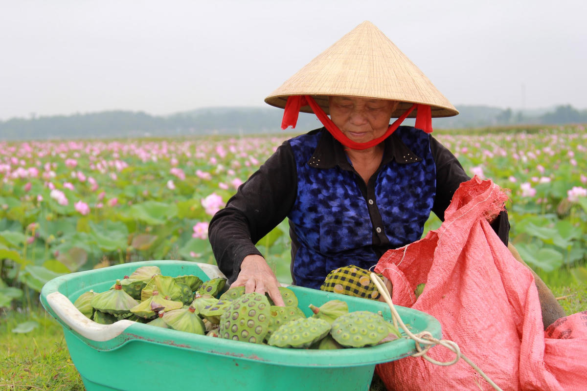 Đầm sen ở Hà Tĩnh không chỉ đẹp mê hồn mà còn cho thu nhập 'khủng'