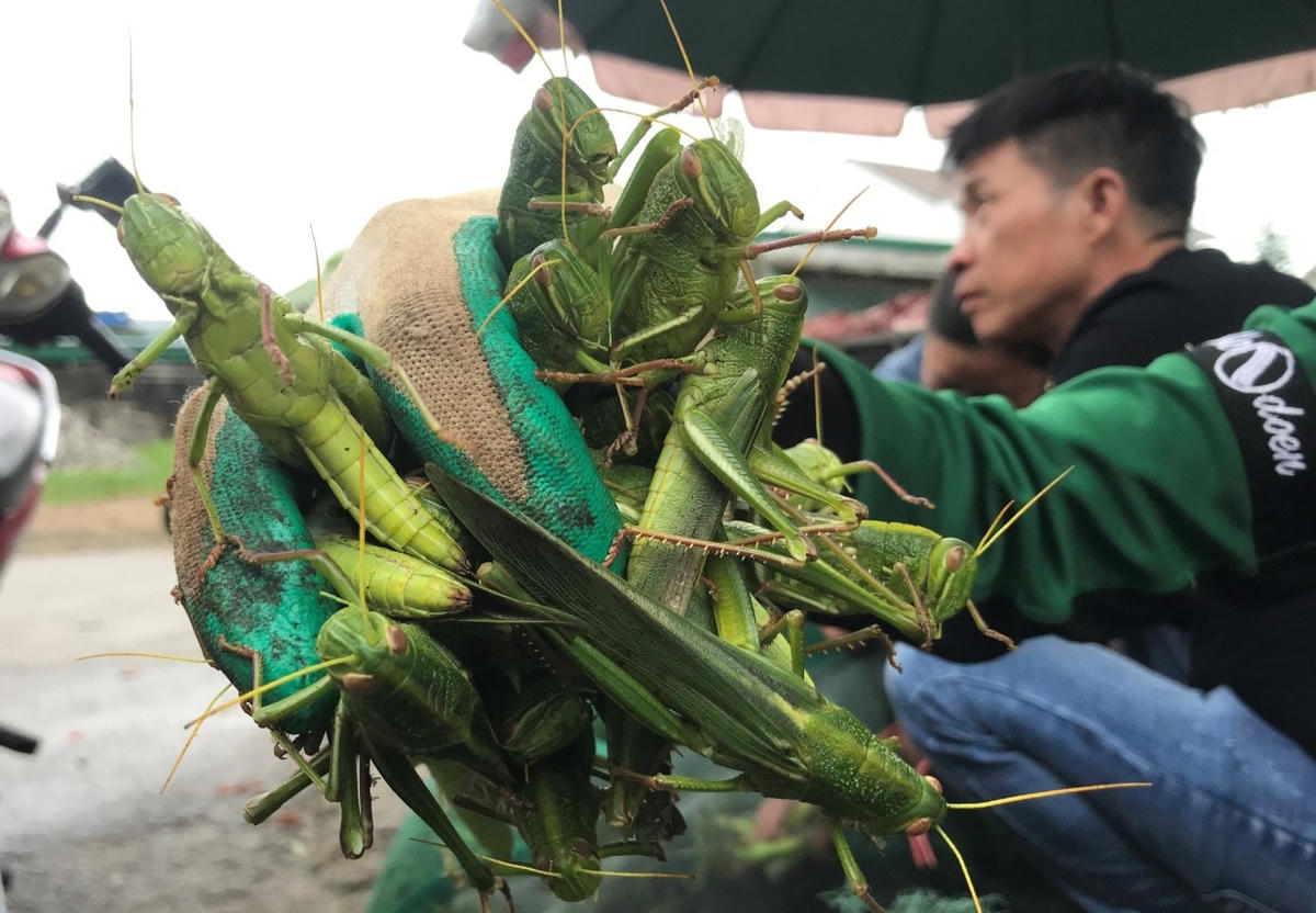 Cào cào được gom vào túi lưới.