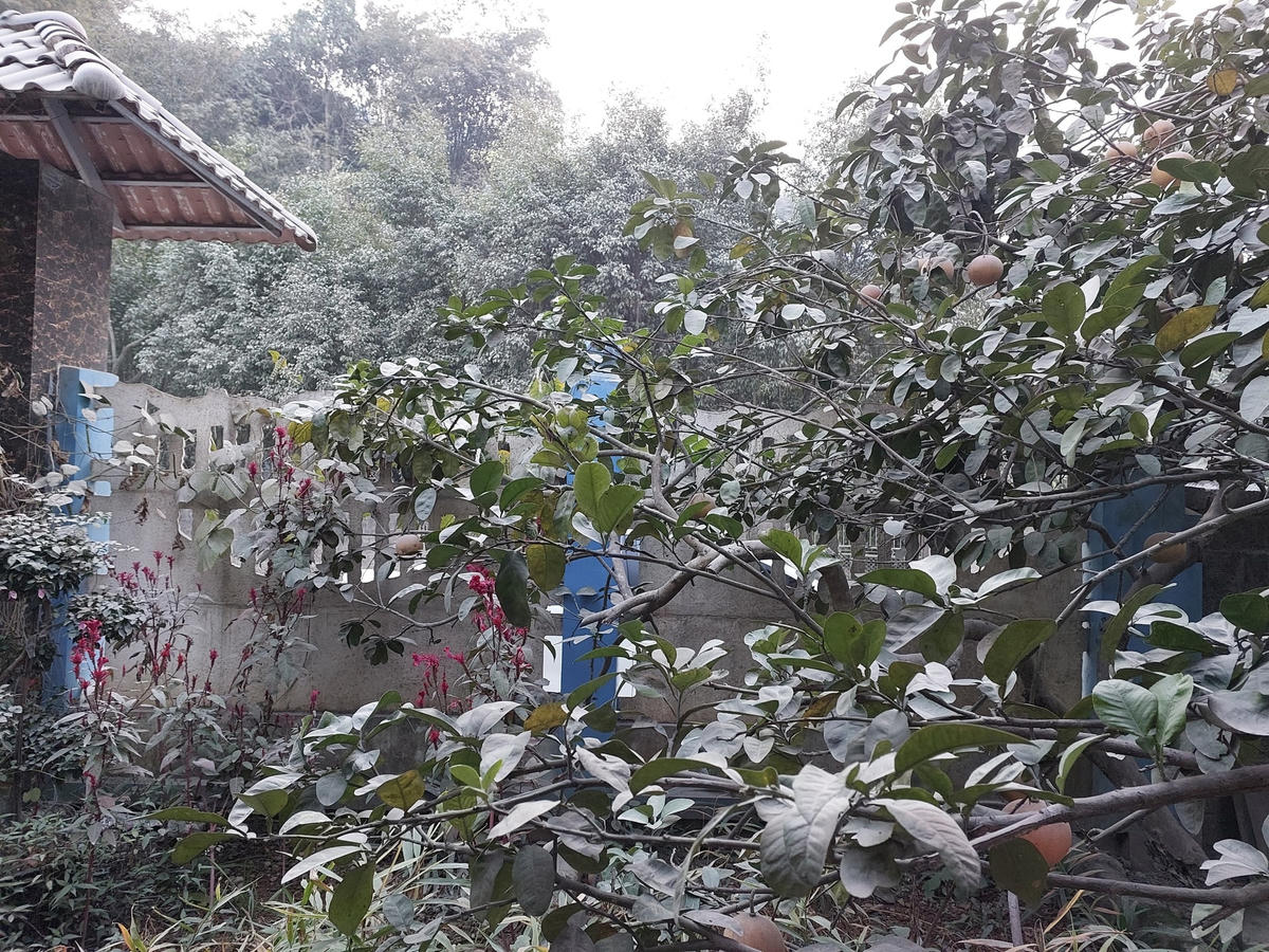 Ngoài cây cối, sức khoẻ của người dân cũng bị ảnh hưởng do hoạt động khai thác đá ở mỏ Mèo Gù. Ảnh: Ngô Hùng (chụp cuối năm 2022)