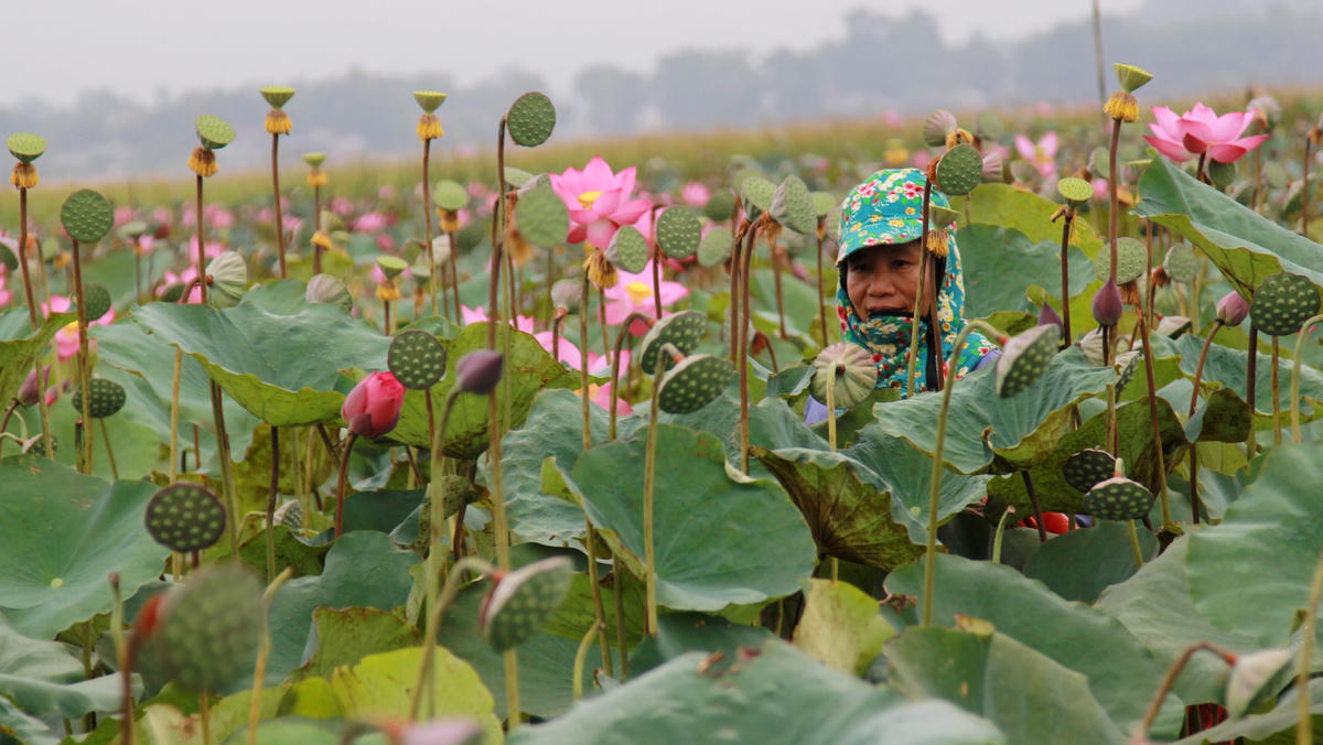 Đài sen còn rất nhiều và người dân nơi đây sẽ thu hoạch đến hết tháng 8.