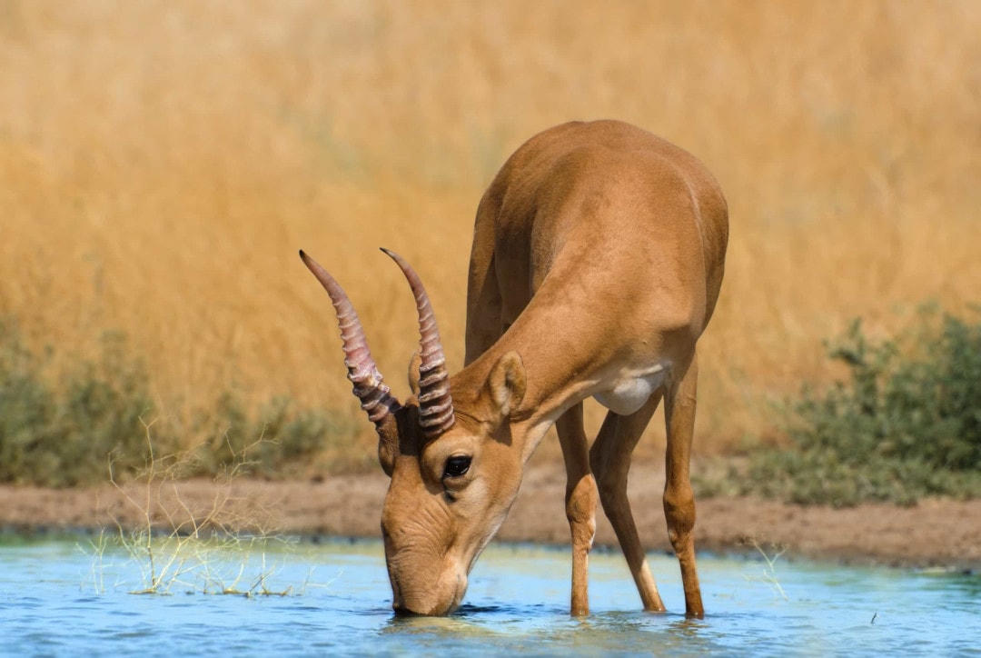 [Ảnh] Những chiếc sừng và gạc ấn tượng trong vương quốc động vật