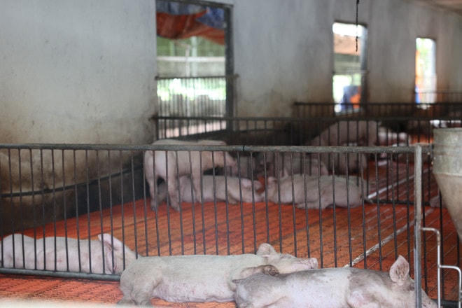 (Ảnh minh họa: Hoàng Nhị/TTXVN) nuoi-lon.jpg