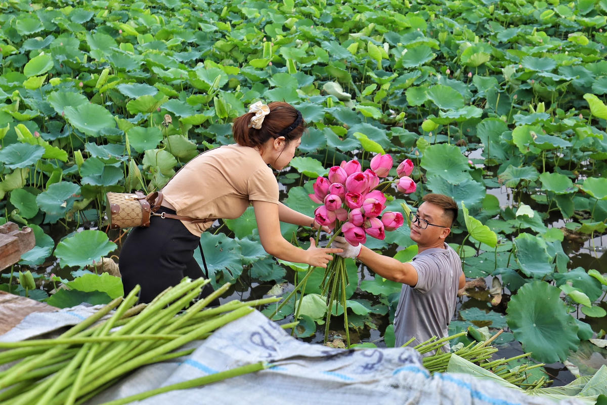 Những bông hoa sen để ướp trà phải là hoa vừa được hái hương còn đượm, cánh hoa còn nguyên vẹn là tốt nhất để ướp trà.