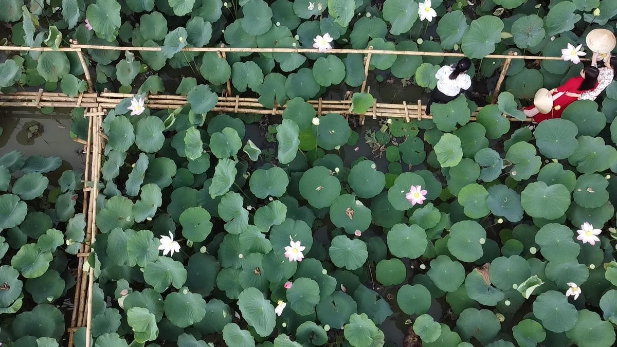 Một góc cánh đồng sen nhìn từ trên cao. Ảnh: Mạnh Thìn.