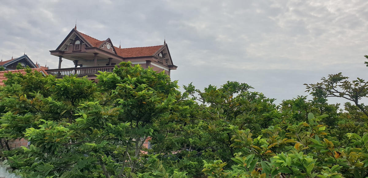 Thấp thoáng sau những vườn na là những căn villa, biệt thự khang trang của chủ vườn – những người nông dân hàng chục năm gắn bó với cây na.