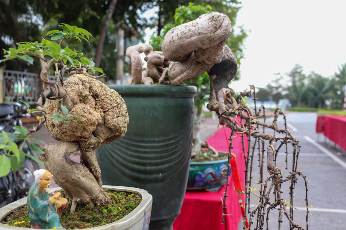 Ngoài các cây cảnh cỡ lớn, cây bonsai mini được trưng bày rất nhiều với dáng độc dị.