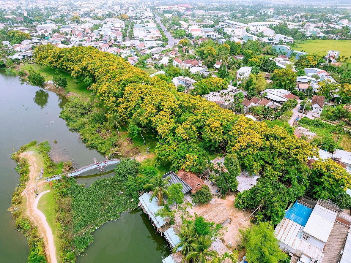Nhiều ngôi nhà ở làng quê Tam Kỳ tràn ngập hoa sưa.