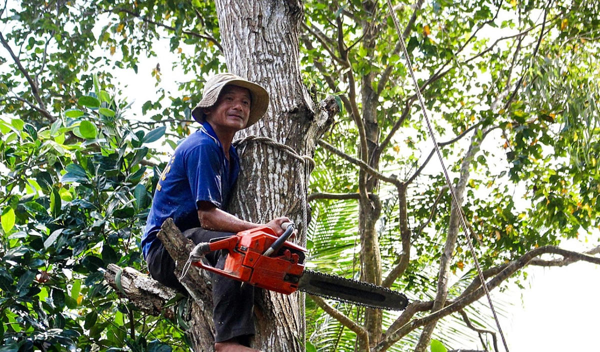 Ông Tùng, người có biệt danh là “vua khỉ” vì gắn bó nhiều năm với nghề cưa cây.  