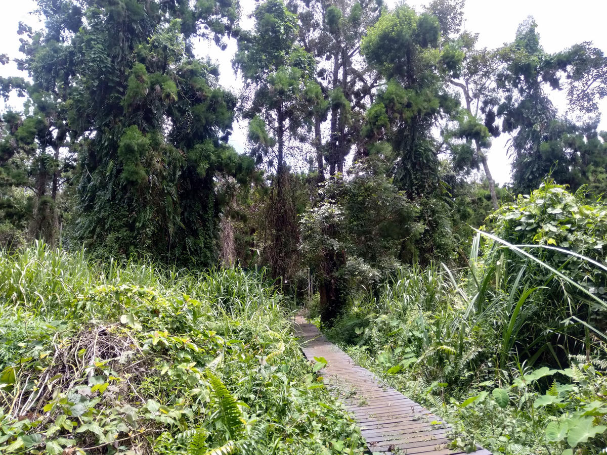 Đường tuần tra trong khu rừng.  