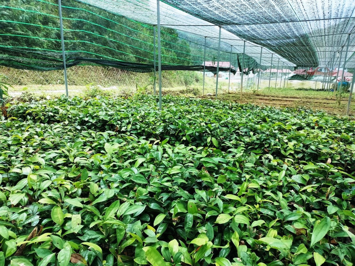 Một vườn ươm cây giống của người Trà Leng.  