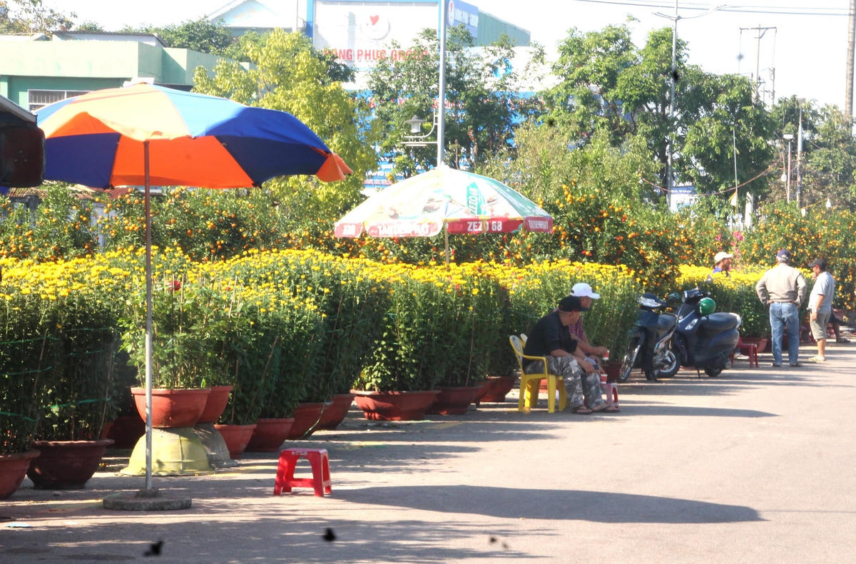 Một địa điểm bán hoa cúc không có người đến hỏi mua.