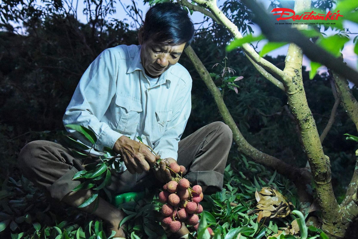 Ông Thăng Văn Báo (xã Giáp Sơn, Lục Ngạn) chia sẻ: “Việc bẻ vải sớm từ khi chưa có mặt trời sẽ đảm bảo được độ ngon, ngọt giữ được màu sắc”.