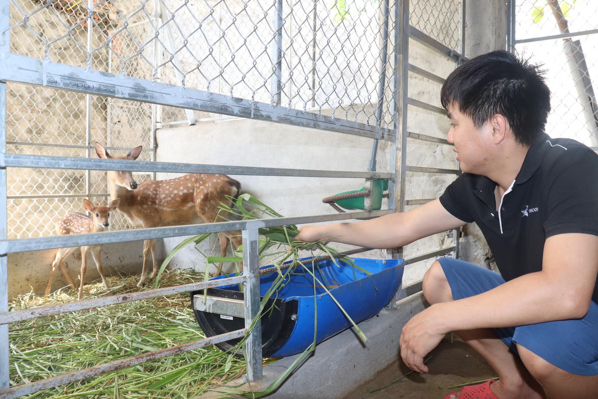 Thức ăn chủ yếu của hươu là cỏ tươi, cỏ voi, ngô, đây là nguồn thức ăn sẵn có và dễ tìm kiếm