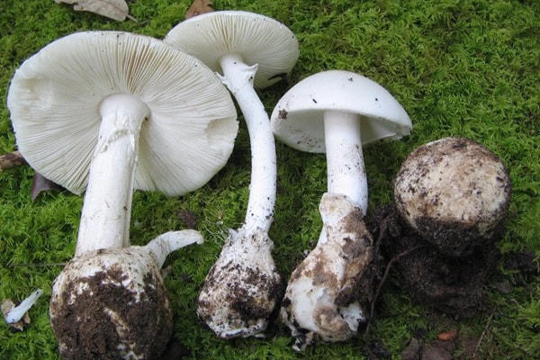Tăng cường công tác phòng chống ngộ độc do độc tố tự nhiên. Ảnh minh họa: Người đưa tin.