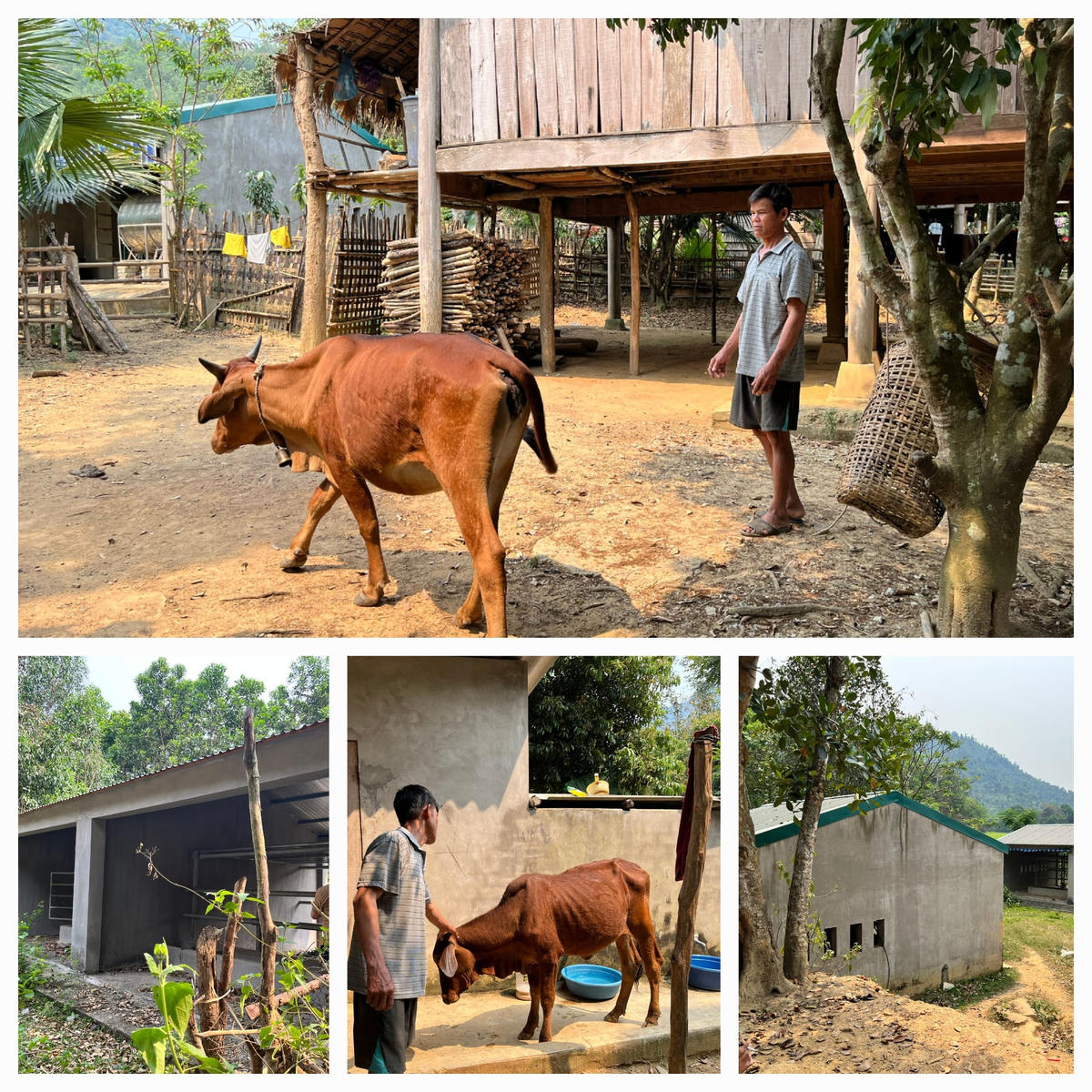 Ông Lo Văn Khánh chăm đàn bò được hỗ trợ.