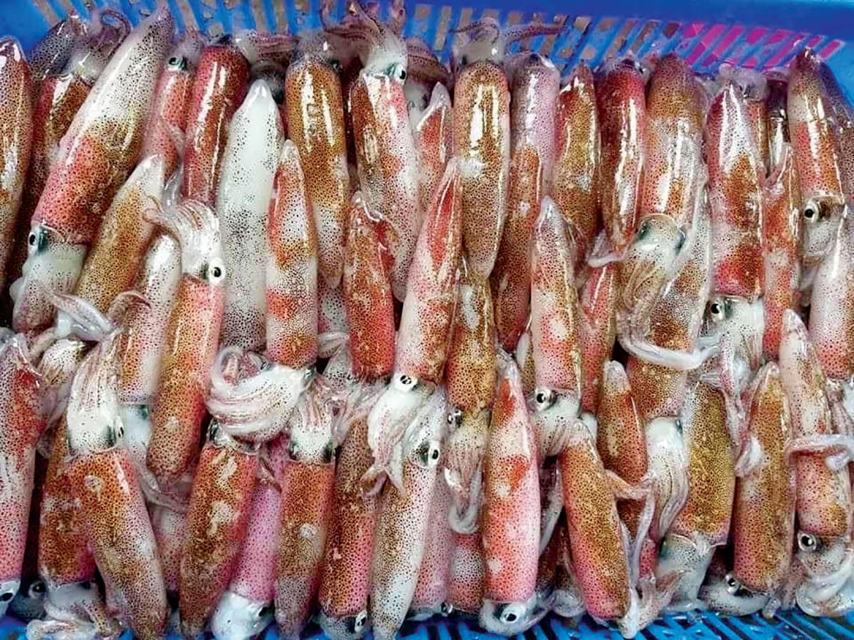 Mỗi chuyến đi ngư dân có thể câu được 5-7kg mực tươi.  