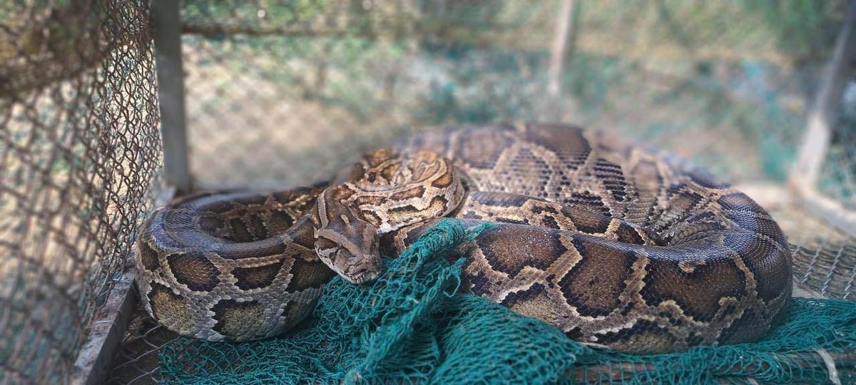 Phát hiện cá thể trăn đất nặng 40 kg đang vào ăn gà thì bị mắc kẹt.