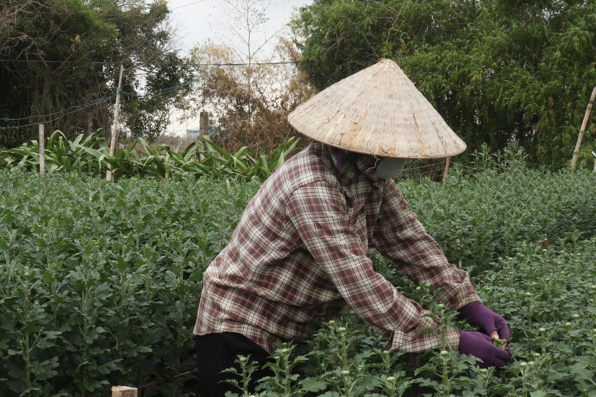 Nhà có hơn 1.000 m2 đất trồng hoa, chị Lê Thị Bích (xã Ninh Phúc) cho biết, năm ngoái, do dịch bệnh Covid-19 nên ở xã ít hộ trồng hoa, vì vậy nên gia đình bán được, cái Tết vừa rồi cũng thu về khoảng 50 triệu đồng sau khi đã trừ đi mọi chi phí.
