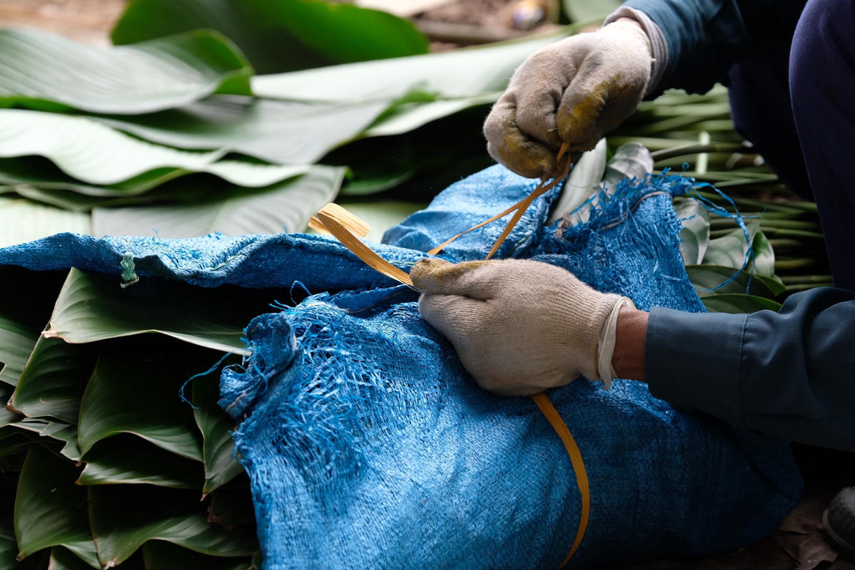Những chiếc lá đều được người dân tại đây bọc kỹ để tránh lá bị rách.