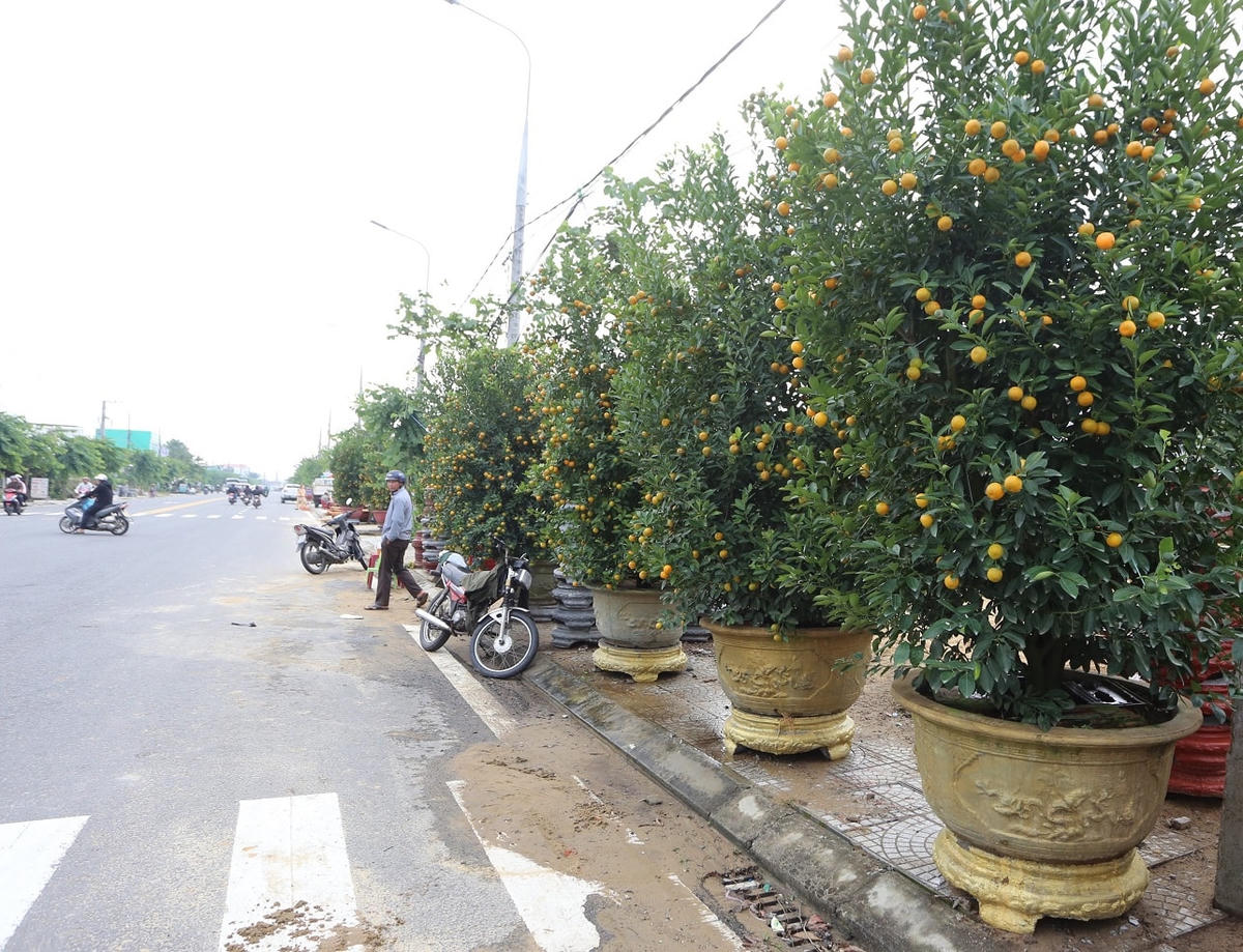 Những chậu quất được người dân trưng bày dọc đường.