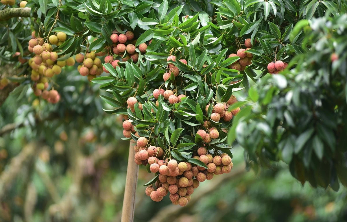 Vải thiều Bắc Giang đã chinh phục được nhiều thị trường thế giới.