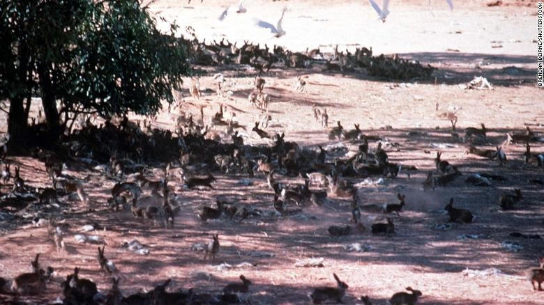 Một đàn thỏ hoang dã ở Australia. Ảnh: CNN.