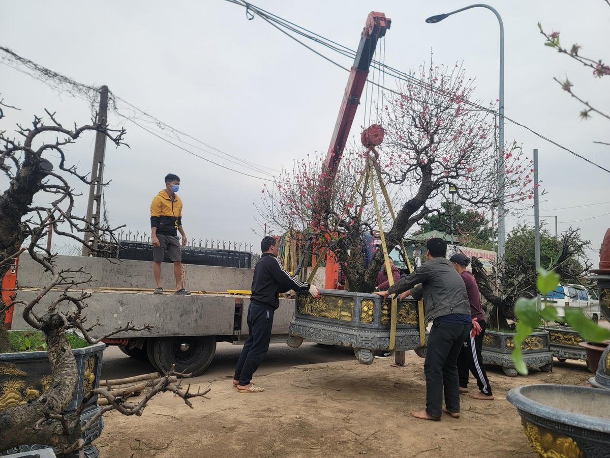 Những gốc đào lớn "về nhà" bằng xe cẩu tự hành.
