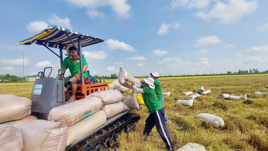 Ngành gạo xuất khẩu tiếp tục có nhiều cơ hội bứt phá.